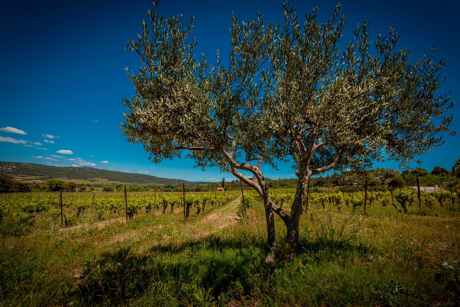 mas-seranne-vin-vente-domaine-degustation-caves-bio-languedoc_Venture_photo_Petiot_new1b