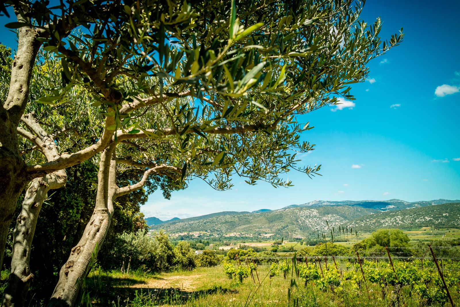 mas-seranne-vin-vente-domaine-degustation-caves-bio-languedoc_Venture_photo_Petiot_new6 mas-seranne-vin-vente-domaine-degustation-caves-bio-languedoc_Venture_photo_Petiot_new6