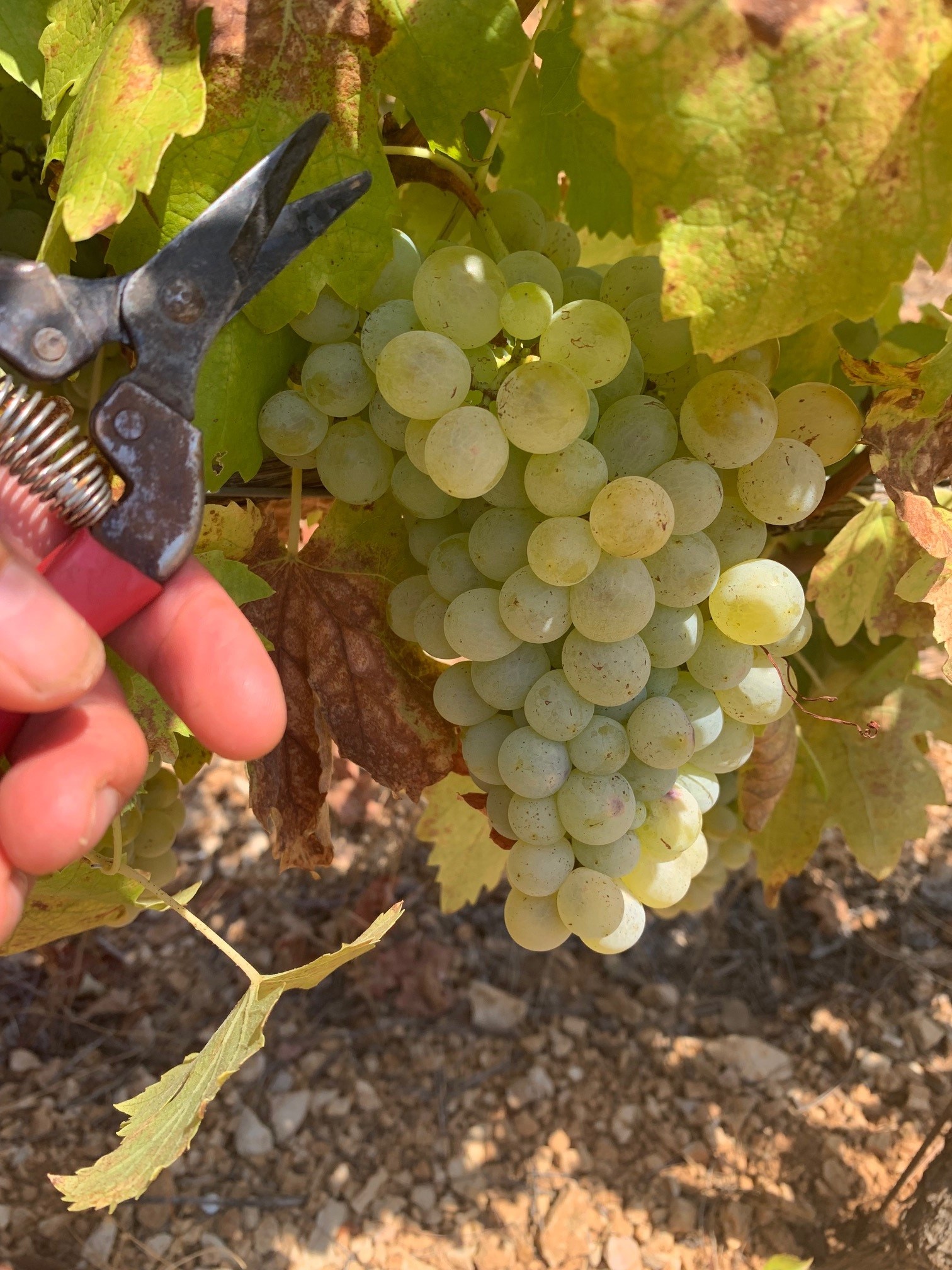 Vendanges 2023