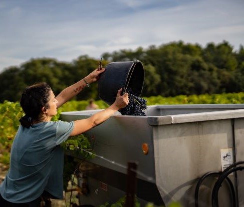 Vendanges 2025